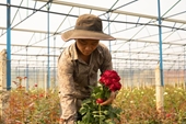 Chàng trai bỏ việc ở Nhật về quê trồng hoa hồng, thu nửa tỉ đồng mỗi năm