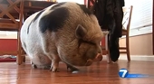 Người gốc Việt thắng kiện nuôi lợn ỉ làm thú cưng ở Mỹ