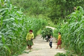 Mùa ngô xanh mướt trên cao nguyên đá Đồng Văn