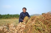 Tỏi Lý Sơn xuống dưới 30 000 đồng một kg