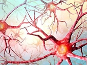 Phát hiện khó tin Tế bào não tiếp tục hoạt động sau khi chết nhờ ‘gien zombie’