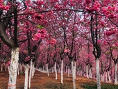 Hoa anh đào bung nở tuyệt đẹp ở các trường đại học Trung Quốc