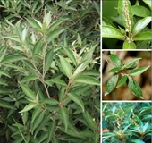Thuốc dùng ngoài trị mẩn ngứa