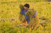 Sau COVID-19, có thể có thêm 9 triệu lao động là trẻ em