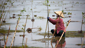 Dự án trồng rừng ngập mặn của người Việt đạt giải thưởng quốc tế