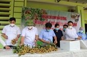 Hải Dương mở vườn thu hái nhãn xuất khẩu đi châu Âu