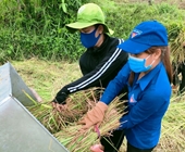 Những chàng trai,cô gái áo xanh gặt lúa giúp dân vùng giãn cách xã hội