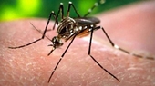 Ấn Độ phát hiện trường hợp một phụ nữ mang thai nhiễm virus Zika