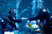 Cặp đôi tổ chức đám cưới dưới thủy cung trong mùa dịch Covid-19