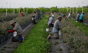 Mỹ báo động tình trạng lạm dụng lao động nhập cư trong ngành nông nghiệp