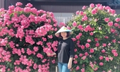 Mẹ Việt bán dưa cà, gây dựng vườn hồng ở Nhật
