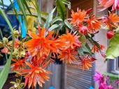 Chồng Việt tặng vợ vườn hoa tuyệt đẹp trên đất Úc, ai thấy cũng xuýt xoa