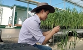 Tiến sĩ Việt phân lập gene chống bệnh gỉ sắt ở lúa mạch