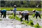 Châu Á sắp đối mặt ‘cuộc khủng hoảng gạo’