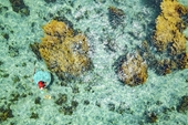 Sắc màu lung linh san hô ở biển duyên hải miền Trung