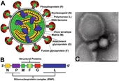 Trung Quốc Hàng chục người nhiễm loại virus mới chết người