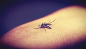 Cách đuổi muỗi phù hợp với cả trẻ sơ sinh của người Singapore