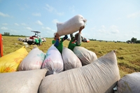Giá gạo thế giới tiếp tục tăng, xuất khẩu gạo Việt có thể vượt kế hoạch