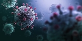 Phát hiện loại virus giống SARS-CoV-2 trong cơ thể dơi ở Nga có thể lây sang người