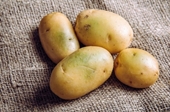 Vì sao ăn khoai tây có mầm, chuyển màu xanh có thể gây ngộ độc