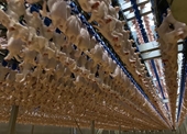 C P Việt Nam xuất khẩu lô hàng thịt gà đầu tiên sang Nhật Bản