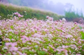 Đến Hà Giang, ngắm hoa tam giác mạch đang mùa nở rộ