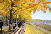 Bộ ảnh mùa thu ở Hàn Quốc đẹp hút hồn của chàng trai Việt