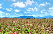 Hà Giang xuất khẩu hạt hoa tam giác mạch sang Nhật Bản