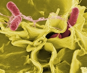Vi khuẩn Salmonella thường có trong thực phẩm nào và nguy hại ra sao