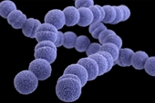6 trẻ em ở Vương quốc Anh đã tử vong vì nhiễm liên cầu khuẩn