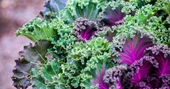 Ăn cải xoăn cải Kale để hưởng những lợi ích sức khoẻ to lớn