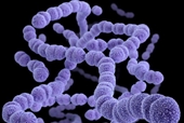 Nhiễm liên cầu khuẩn nhóm A gây ra bệnh gì