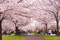 Loạt quy tắc cần nhớ khi đi ngắm hoa anh đào ở Nhật