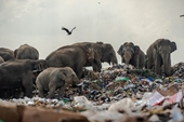 Sri Lanka cấm sản xuất và kinh doanh các sản phẩm nhựa dùng một lần