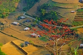Đẹp hút hồn mùa hoa gạo rực đỏ núi rừng Hà Giang