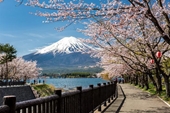 Đi tìm những thiên đường hoa xuân Nhật Bản