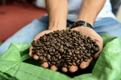 Cà phê robusta Việt Nam đi tìm vị thế mới trên thế giới