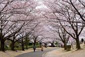 Có một Tokyo thảnh thơi giữa mùa hoa anh đào