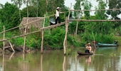 Cầu khỉ ngoại thành