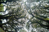 Tây Côn Lĩnh - Những cánh rừng rêu trông ma mị, bí ẩn như trong phim
