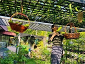 Vườn rau được người phụ nữ Việt xem như gia tài ở Malaysia