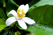 3 loại hoa trong vườn nhà là vựa thuốc quý giúp bảo vệ lá gan, tốt cho tim, thận