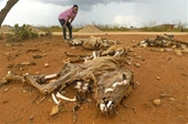 LHQ Hạn hán gây hậu quả nghiêm trọng cho cộng đồng vùng Sừng châu Phi