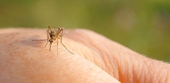 Bang Colorado của Mỹ cảnh báo nguy cơ lây lan virus Tây sông Nile