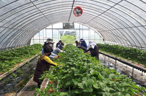 Điều tra doanh nghiệp lừa đảo đưa lao động thời vụ sang Hàn Quốc
