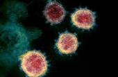 Israel phát hiện biến thể mới EG 5 1 của virus SARS-COV-2