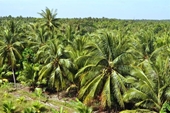 Việt Nam có thể xuất khẩu dừa tươi ngay lập tức sang Mỹ