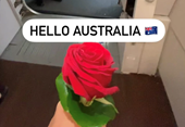 Mang hoa được tặng vào nước Úc mà quên kê khai, nữ hành khách bị phạt gần 30 triệu đồng
