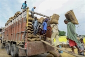 Ấn Độ cho phép xuất khẩu các container gạo đang mắc kẹt tại cảng