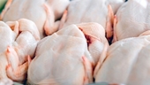 Thịt gà có thể gây đợt bùng phát nhiễm khuẩn salmonella ở châu Âu